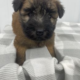 Sadie - Wheaten female Soft Coated Wheaten Terrier puppy in Nokomis, Illinois from Windhill Wheatens
