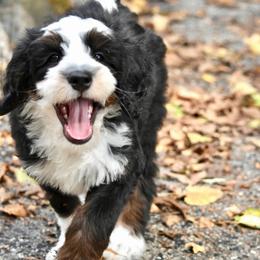 Blue boy - Tri-color male Bernedoodle puppy in Waukesha, Wisconsin from Bernedoodle Boutique (and Cavapoos)