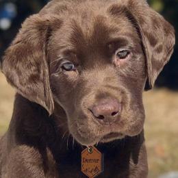 Dilute Retrievers and Labrador Retrievers from Vacationland Labs LLC