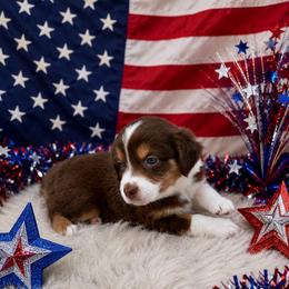 Totty - Red tri-color female Australian Shepherd puppy in Cambridge, Ohio from Solis Performance Horses & Australian Shepherds