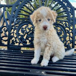 Girl 4 - Apricot female Aussiedoodle puppy in Crawford, Mississippi from Magnolia State Poodles and Doodles