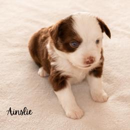 Ainslie - Red tri female Miniature Australian Shepherd puppy in Blackfoot, Idaho from Bellewynd Acres