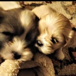 Lhasa Apso Puppies from Cynthia's Lhasa Apsos