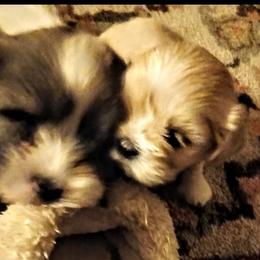 Lhasa Apso Puppies from Cynthia's Lhasa Apsos