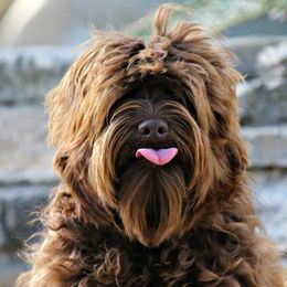Australian Labradoodles from Hales Australian Labradoodles