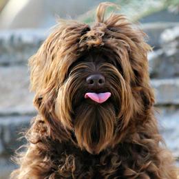 Australian Labradoodles from Hales Australian Labradoodles