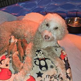 Lola - Goldendoodle