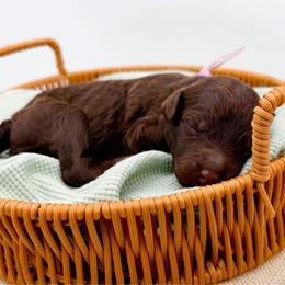 Aspen - Chocolate female Goldendoodle puppy in North Carolina from Tuxedo Mountain Doodles
