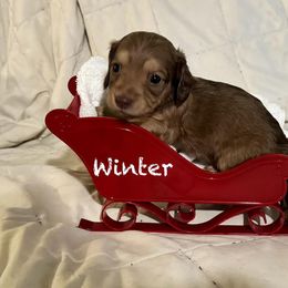 Dachshund Puppies from Mobile Mini Dachshunds