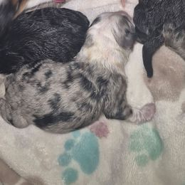 Blue Merle girl 3 - Blue merle female Toy Australian Shepherd puppy in Madisonville, Tennessee from LaRose Farm & Kennels