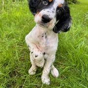 English Setter Puppies from English Setters of the Eyrie