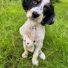 English Setter Puppies from English Setters of the Eyrie