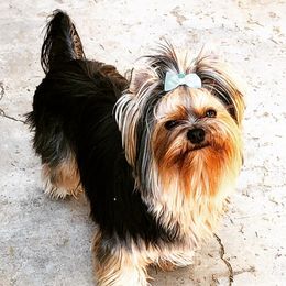 Yorkshire Terriers from IvyCane Yorkies