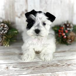 Miniature Schnauzer Puppies from Silver Sage Schnauzers