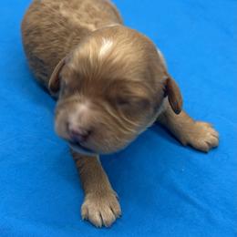 Sawyer - Red male Cavapoo puppy in Burke, New York from Patti’s Puppies