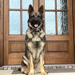 Simba - German Shepherd
