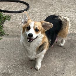Maeby - Pembroke Welsh Corgi