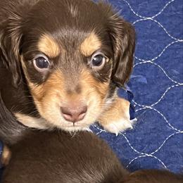 Crunch   AKC   PRA CLEAR - Chocolate and tan male Dachshund puppy in Miami, Florida from Maitime Dachshund