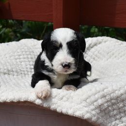 Matt - male Australian Mountain Doodle puppy in Angola, Indiana from Classic City Doodles