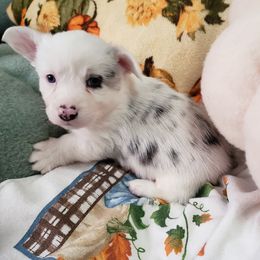 Luigi - Blue merle and white male Cardigan Welsh Corgi puppy in Myton, Utah from Cardigan Corgi Cuties 💓