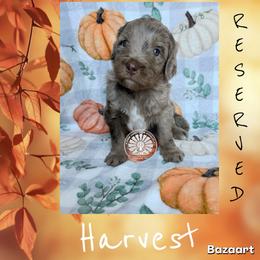 Harvest - Chocolate merle male Bernedoodle puppy in Godwin, North Carolina from Farm Sweet Farm Doodles