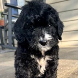 Sophie Girl 2 - Black and white female Bernedoodle puppy in Russiaville, Indiana from Pleasant Creek Minibernedoodles