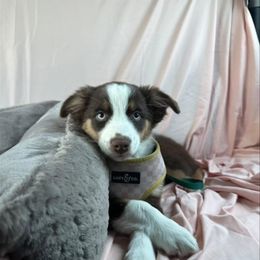 Australian Shepherd Puppies from Van Huitt Australian Shepherds