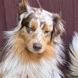 Blondie - Australian Shepherd