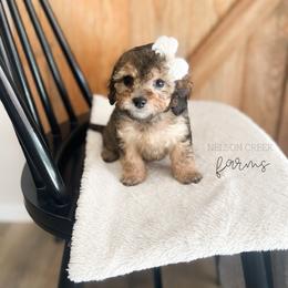 Mozzarella - Black & tan female Maltipoo puppy in Huntsville, Texas from Nelson Creek Farms