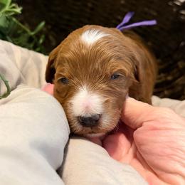 Lucy - Apricot female Goldendoodle puppy in Nashville, Tennessee from Tumbling Creek GoldenDoodles