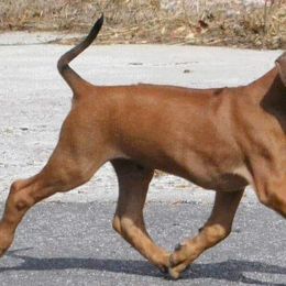 Rhodesian Ridgeback Puppies from Koda Rhodesian Ridgebacks