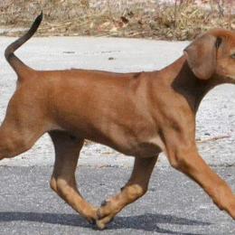 Rhodesian Ridgeback Puppies from Koda Rhodesian Ridgebacks