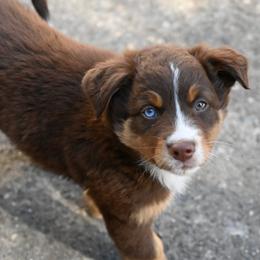 Cocoa - Red tri-color female Australian Shepherd puppy in Darrington, Washington from Cart River Aussies