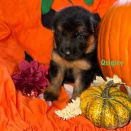 Quigley Green Collar - Black and red male German Shepherd puppy in Hillsboro, Indiana from Salty Raccoon Ranch German Shepherds