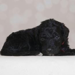 Georgette - Black female Goldendoodle puppy in Guthrie, Oklahoma from Edmond Doodles, LLC