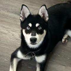 Laska - Alaskan Klee Kai