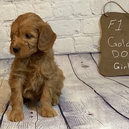 Goldendoodle and Poodle Puppies from Partridge Doodles and Poodles