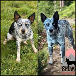 Australian Cattle Dog puppies from Selway Australian Cattle Dogs