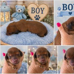 Stitch - Red male Dachshund puppy in Queen Creek, Arizona from Wigglebutt Miniature Dachshund Az