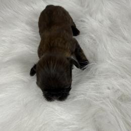 Godiva - Chocolate female Shih Tzu puppy in Columbia, Kentucky from Lisa Bandy Shih Tzu