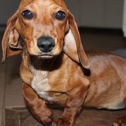 Rosie - Dachshund