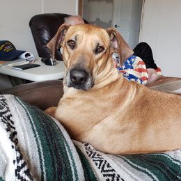 Cabana - Rhodesian Ridgeback