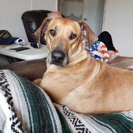 Cabana - Rhodesian Ridgeback