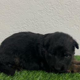 Talia - Black and red female German Shepherd puppy in Quartz Hill, California from Von Gonzalez Kennel