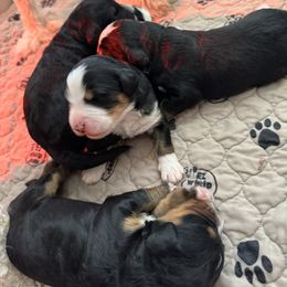 Bernedoodle and Goldendoodle Puppies from Central Texas Doodles