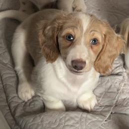 Carson - Piebald male Dachshund puppy in Massachusetts from Honey Bee Dachshunds