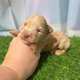 Bear - Wheaten male Miniature Schnauzer puppy in Lufkin, Texas from C&K’s Schnauzer House