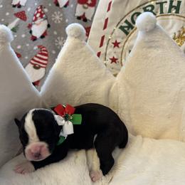 Girl 1 - Brindle female Boxer puppy in Fall River, Massachusetts from DaCosta’s Boxers