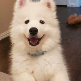 Samoyed Puppies from Hill Country Samoyeds