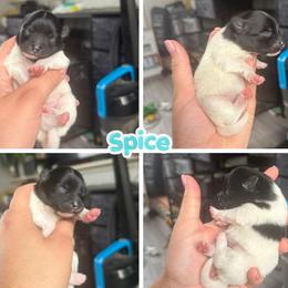 Spice - Black and White Parti - Black parti female Pomeranian puppy in Saint Ignatius, Montana from Pomeranians Montana